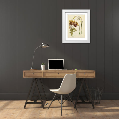 Antique Botanical Sketch II White Modern Wood Framed Art Print with Double Matting by Vision Studio