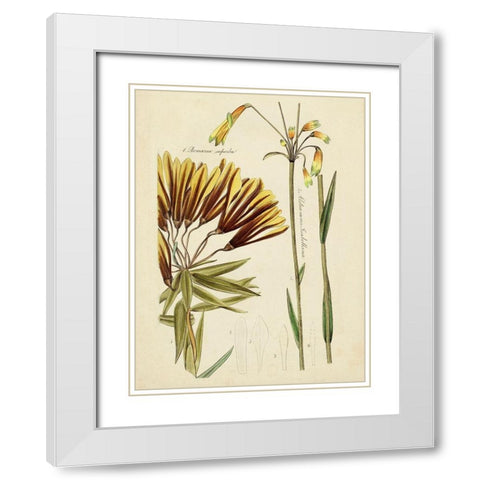 Antique Botanical Sketch II White Modern Wood Framed Art Print with Double Matting by Vision Studio