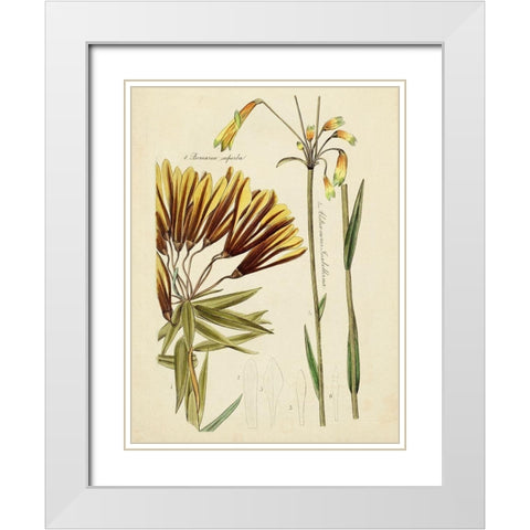 Antique Botanical Sketch II White Modern Wood Framed Art Print with Double Matting by Vision Studio