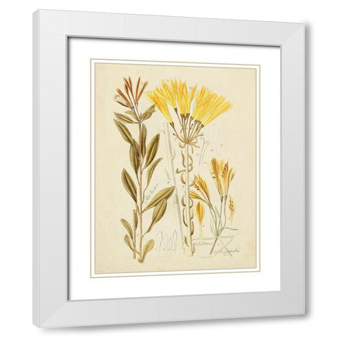 Antique Botanical Sketch IV White Modern Wood Framed Art Print with Double Matting by Vision Studio