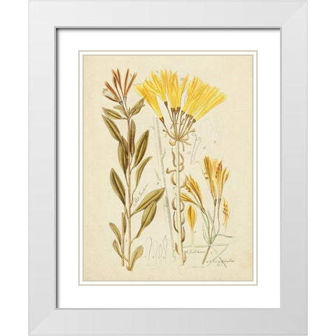 Antique Botanical Sketch IV White Modern Wood Framed Art Print with Double Matting by Vision Studio