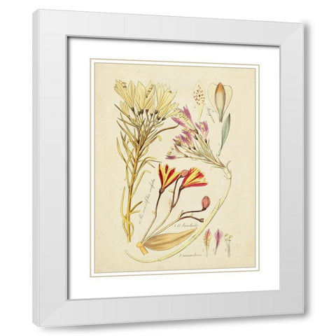 Antique Botanical Sketch V White Modern Wood Framed Art Print with Double Matting by Vision Studio