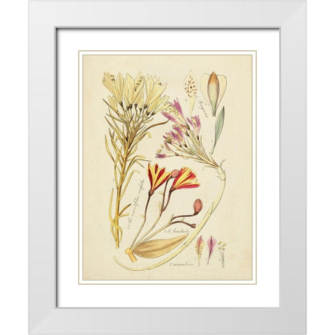 Antique Botanical Sketch V White Modern Wood Framed Art Print with Double Matting by Vision Studio