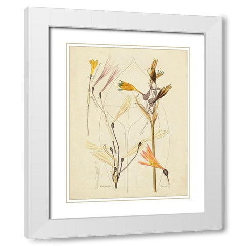 Antique Botanical Sketch VI White Modern Wood Framed Art Print with Double Matting by Vision Studio