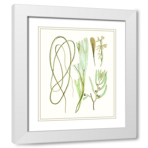 Antique Seaweed Composition III White Modern Wood Framed Art Print with Double Matting by Vision Studio