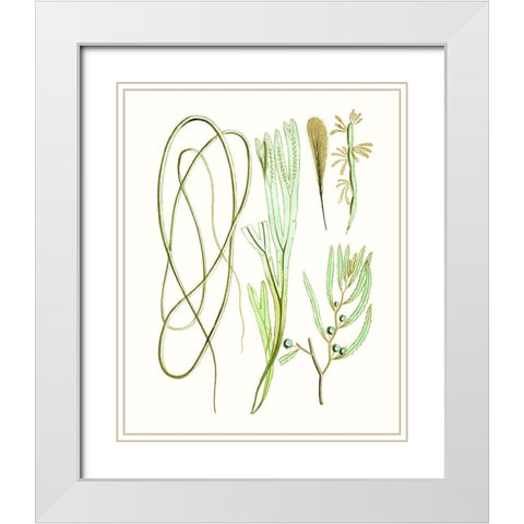 Antique Seaweed Composition III White Modern Wood Framed Art Print with Double Matting by Vision Studio