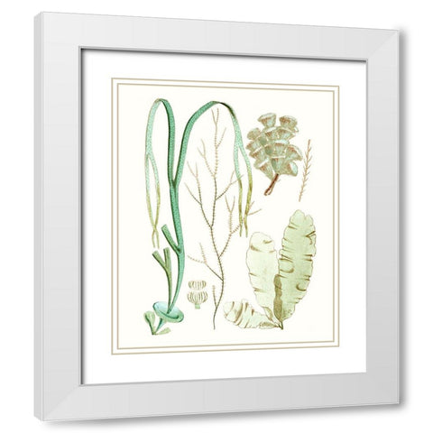 Antique Seaweed Composition IV White Modern Wood Framed Art Print with Double Matting by Vision Studio