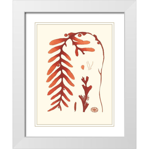 Coral Seaweed II White Modern Wood Framed Art Print with Double Matting by Vision Studio