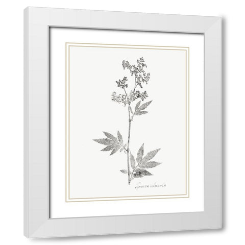 Botanical Imprint II White Modern Wood Framed Art Print with Double Matting by Vision Studio