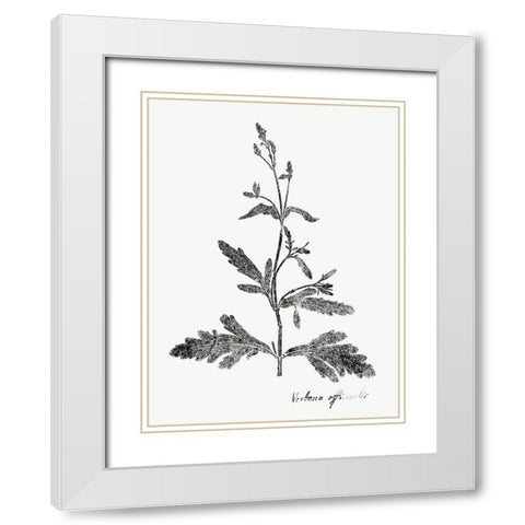 Botanical Imprint III White Modern Wood Framed Art Print with Double Matting by Vision Studio