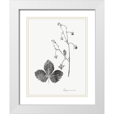 Botanical Imprint IV White Modern Wood Framed Art Print with Double Matting by Vision Studio