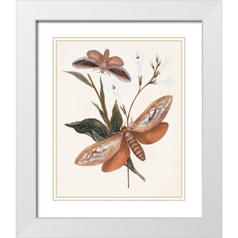 Butterflies and Moths II White Modern Wood Framed Art Print with Double Matting by Unknown