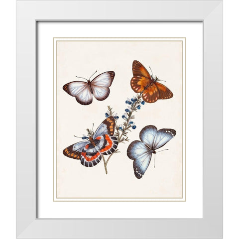 Butterflies and Moths III White Modern Wood Framed Art Print with Double Matting by Unknown