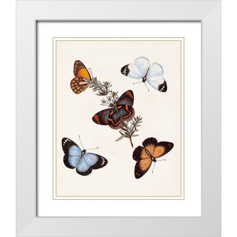 Butterflies and Moths IV White Modern Wood Framed Art Print with Double Matting by Unknown