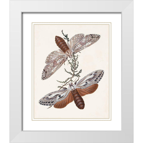 Butterflies and Moths V White Modern Wood Framed Art Print with Double Matting by Unknown
