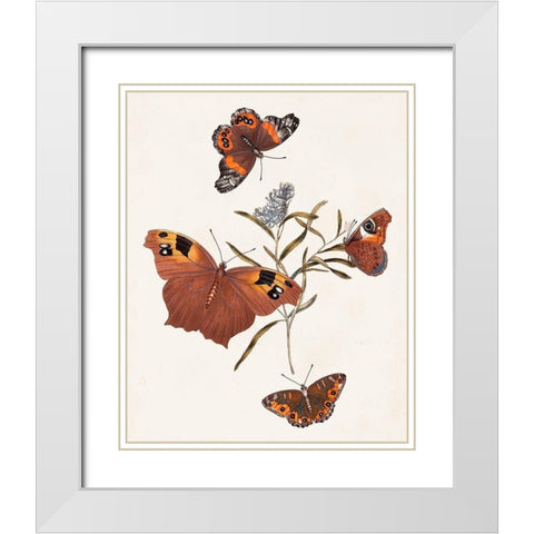 Butterflies and Moths VI White Modern Wood Framed Art Print with Double Matting by Unknown