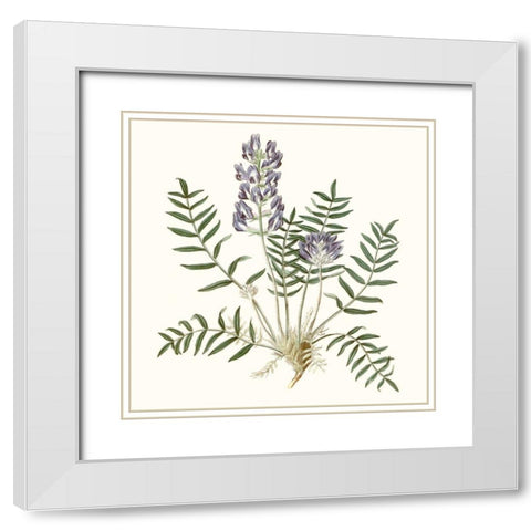 Graceful Botanical I White Modern Wood Framed Art Print with Double Matting by Vision Studio