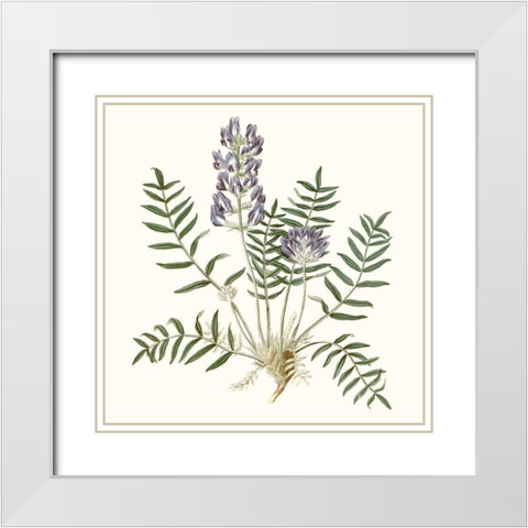 Graceful Botanical I White Modern Wood Framed Art Print with Double Matting by Vision Studio