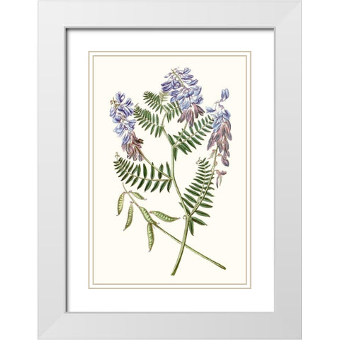 Graceful Botanical V White Modern Wood Framed Art Print with Double Matting by Vision Studio