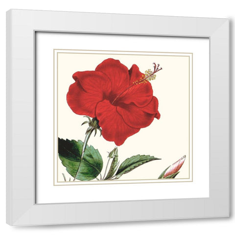 Cropped Antique Botanical I White Modern Wood Framed Art Print with Double Matting by Vision Studio