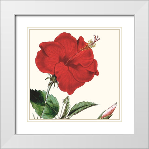 Cropped Antique Botanical I White Modern Wood Framed Art Print with Double Matting by Vision Studio
