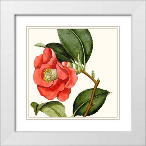 Cropped Antique Botanical III White Modern Wood Framed Art Print with Double Matting by Vision Studio