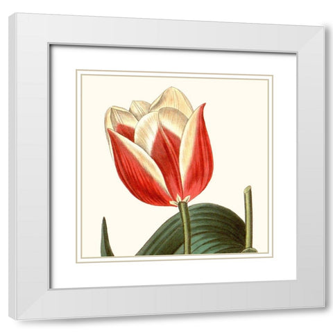 Cropped Antique Botanical IV White Modern Wood Framed Art Print with Double Matting by Vision Studio