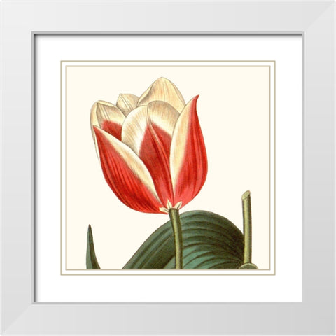 Cropped Antique Botanical IV White Modern Wood Framed Art Print with Double Matting by Vision Studio