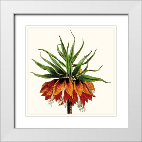 Cropped Antique Botanical V White Modern Wood Framed Art Print with Double Matting by Vision Studio