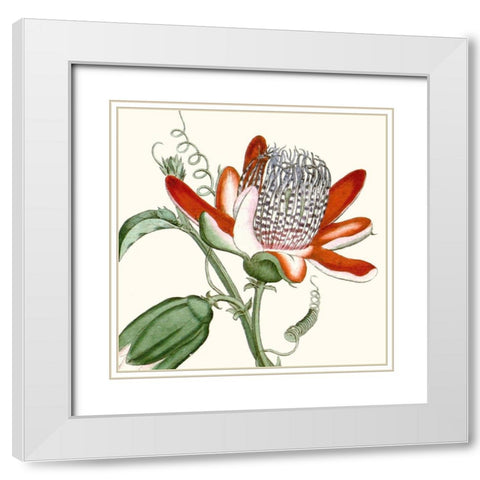 Cropped Antique Botanical VI White Modern Wood Framed Art Print with Double Matting by Vision Studio