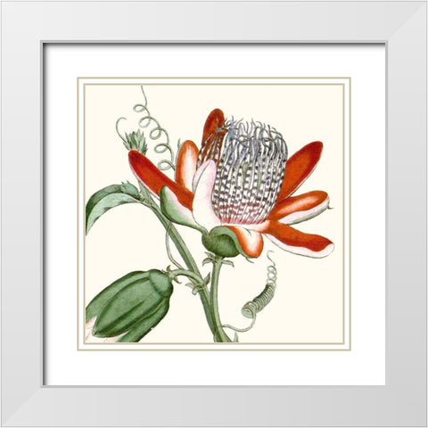 Cropped Antique Botanical VI White Modern Wood Framed Art Print with Double Matting by Vision Studio