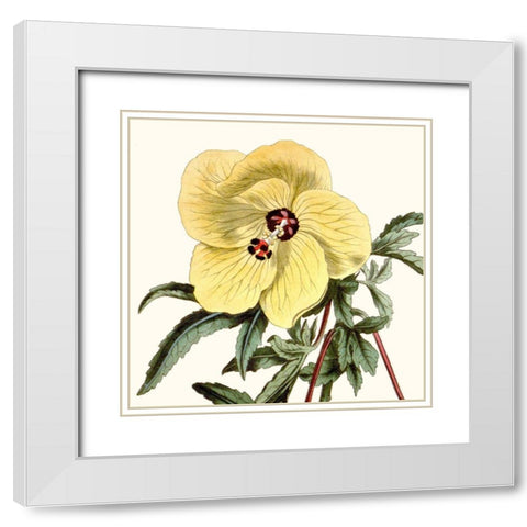 Cropped Antique Botanical VII White Modern Wood Framed Art Print with Double Matting by Vision Studio