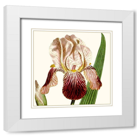 Cropped Antique Botanical VIII White Modern Wood Framed Art Print with Double Matting by Vision Studio