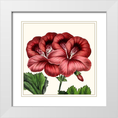Cropped Antique Botanical IX White Modern Wood Framed Art Print with Double Matting by Vision Studio