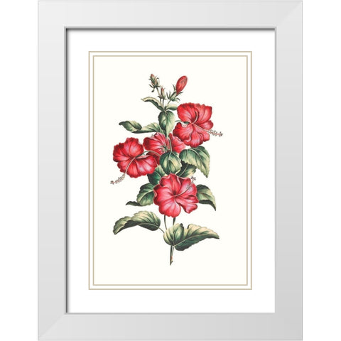 Flowering Hibiscus III White Modern Wood Framed Art Print with Double Matting by Unknown