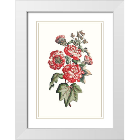 Flowering Hibiscus IV White Modern Wood Framed Art Print with Double Matting by Unknown