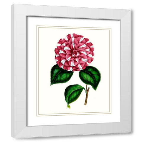 Grand Blooms I White Modern Wood Framed Art Print with Double Matting by Unknown