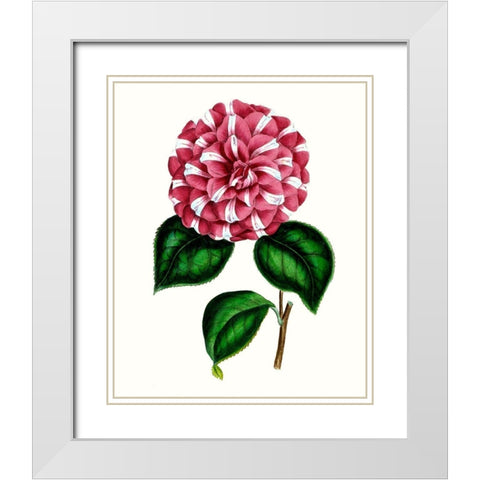 Grand Blooms I White Modern Wood Framed Art Print with Double Matting by Unknown