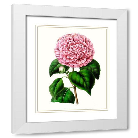 Grand Blooms II White Modern Wood Framed Art Print with Double Matting by Unknown