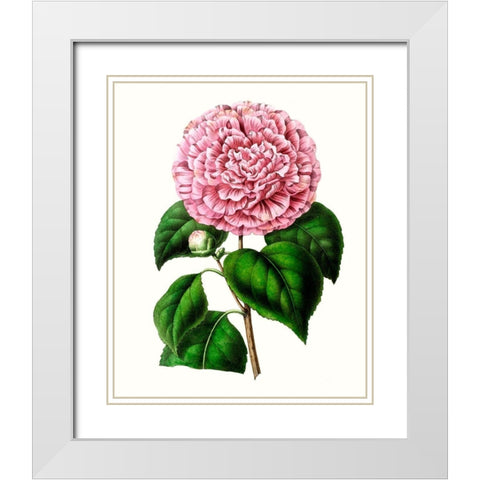 Grand Blooms II White Modern Wood Framed Art Print with Double Matting by Unknown