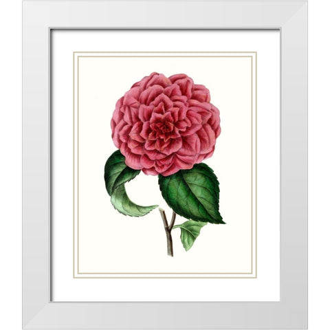 Grand Blooms III White Modern Wood Framed Art Print with Double Matting by Unknown