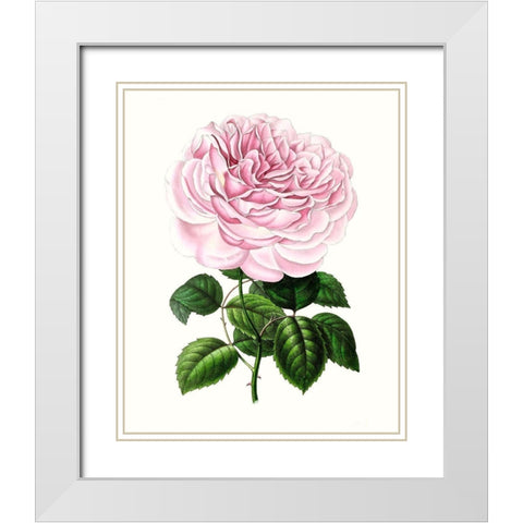 Grand Blooms IV White Modern Wood Framed Art Print with Double Matting by Unknown