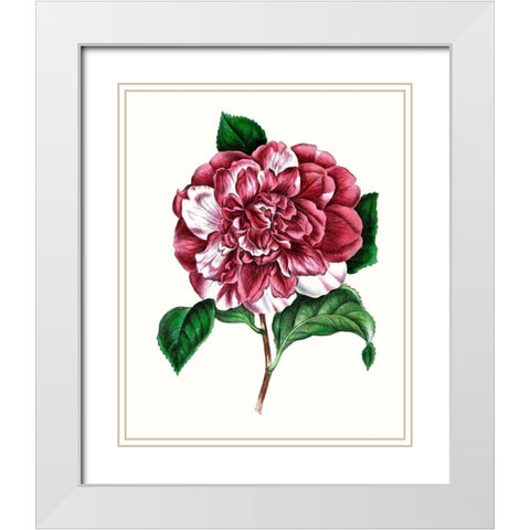 Grand Blooms V White Modern Wood Framed Art Print with Double Matting by Unknown