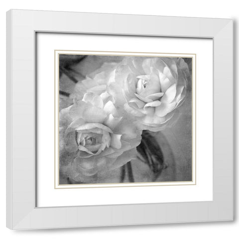Dark Ranunculus I White Modern Wood Framed Art Print with Double Matting by Stalus, Judy