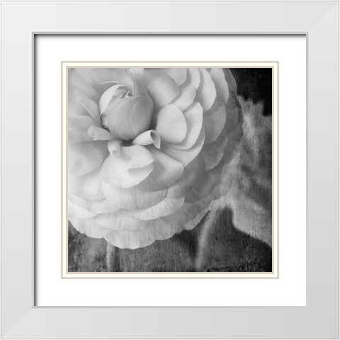 Dark Ranunculus II White Modern Wood Framed Art Print with Double Matting by Stalus, Judy