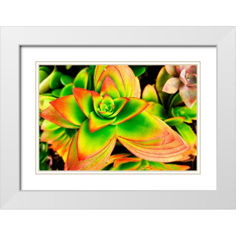 Bright Exotic II White Modern Wood Framed Art Print with Double Matting by Orlov, Irena