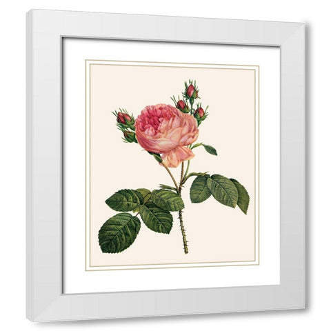 Redoutes Rose I White Modern Wood Framed Art Print with Double Matting by Redoute, Pierre
