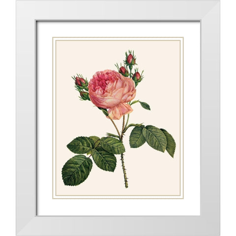 Redoutes Rose I White Modern Wood Framed Art Print with Double Matting by Redoute, Pierre