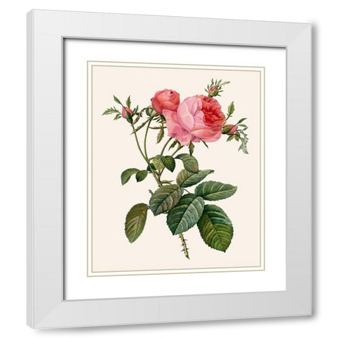 Redoutes Rose II White Modern Wood Framed Art Print with Double Matting by Redoute, Pierre