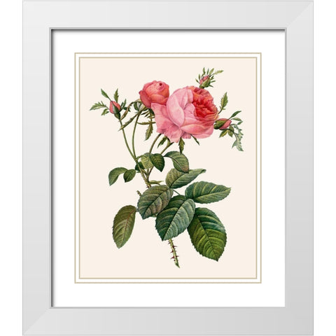 Redoutes Rose II White Modern Wood Framed Art Print with Double Matting by Redoute, Pierre